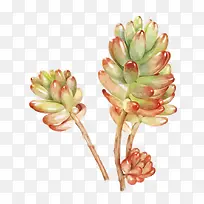 矢量多肉植物-空若网 矢量多肉植物-空若网