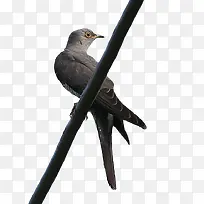 一只杜鹃-空若网 一只杜鹃-空若网