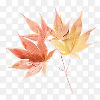 橙色漂亮枫叶枝叶-空若网 橙色漂亮枫叶枝叶-空若网