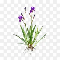 小清新鸢尾草免抠系列-空若网 小清新鸢尾草免抠系列-空若网