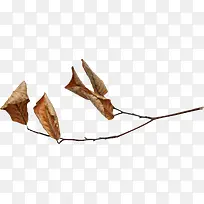 枯叶素材-空若网 枯叶素材-空若网