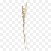 枝叶装饰素材-空若网 枝叶装饰素材-空若网