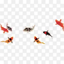 可爱小鱼-空若网 可爱小鱼-空若网