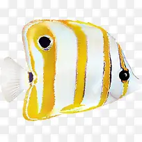 橙色漂亮观赏鱼-空若网 橙色漂亮观赏鱼-空若网