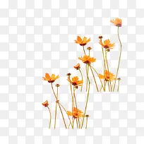 橙色小花-空若网 橙色小花-空若网