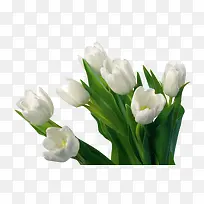 ��ɫ������-������