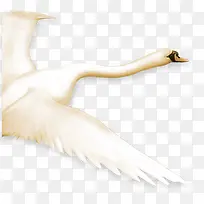 飞翔白天鹅创意可爱-空若网 飞翔白天鹅创意可爱-空若网