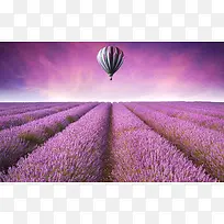 ޹�²ݵ���-������