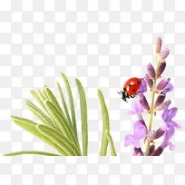 薰衣草瓢虫-空若网 薰衣草瓢虫-空若网