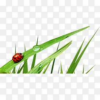 绿叶绿草七星瓢虫春天-空若网 绿叶绿草七星瓢虫春天-空若网