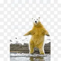 动物北极熊-空若网 动物北极熊-空若网