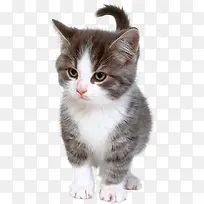 可爱猫咪生气眼神-空若网 可爱猫咪生气眼神-空若网