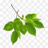 绿叶-空若网 绿叶-空若网