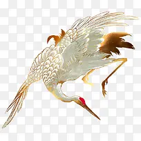 白色黄金白鹤-空若网 白色黄金白鹤-空若网