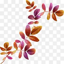 漂亮枝叶-空若网 漂亮枝叶-空若网