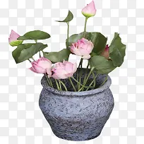 一盆荷花-空若网 一盆荷花-空若网