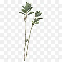 淡雅的花草绿色树枝-空若网 淡雅的花草绿色树枝-空若网