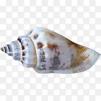 高清摄影海螺贝壳-空若网 高清摄影海螺贝壳-空若网