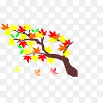枫树-空若网 枫树-空若网