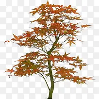 黄色摇曳的枫树-空若网 黄色摇曳的枫树-空若网