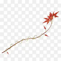 枫树枫叶-空若网 枫树枫叶-空若网