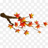 枫树枫叶-空若网 枫树枫叶-空若网