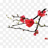 桔梗海棠-空若网 桔梗海棠-空若网