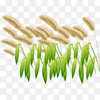 矢量手绘毛毛草-空若网 矢量手绘毛毛草-空若网