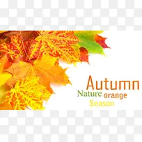 ������Ҷ����-������