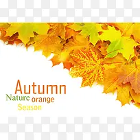 ��ɫ��Ҷ����-������