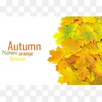 ��Ҷ����-������