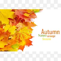 �����Ҷ����-������