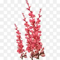 水彩花卉素材ps花卉素材-空若网 水彩花卉素材ps花卉素材-空若网