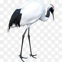 创意摄影休息的丹顶鹤-空若网 创意摄影休息的丹顶鹤-空若网