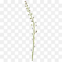 ��֦��ʸ��Ԫ��-������