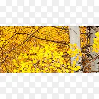 树枝树叶背景-空若网 树枝树叶背景-空若网