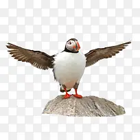 海鸟高清素材-空若网 海鸟高清素材-空若网