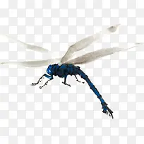 蓝色昆虫蜻蜓-空若网 蓝色昆虫蜻蜓-空若网