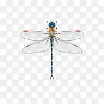 蓝色蜻蜓-空若网 蓝色蜻蜓-空若网