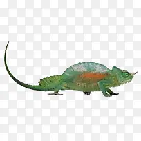 多彩变色龙-空若网 多彩变色龙-空若网