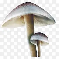 ͯ�����翨ͨ�ֻ�Ģ��-������