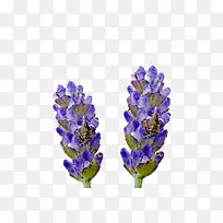 薰衣草花瓣-空若网 薰衣草花瓣-空若网
