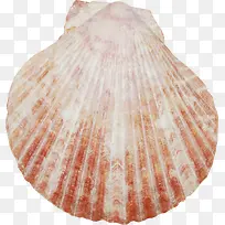 漂亮创意扇贝-空若网 漂亮创意扇贝-空若网