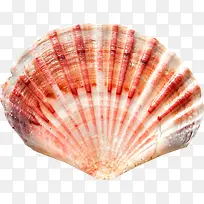 橙色纹理扇贝-空若网 橙色纹理扇贝-空若网