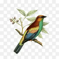 卡通百灵鸟-空若网 卡通百灵鸟-空若网