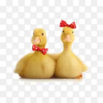 可爱的黄色鸭子-空若网 可爱的黄色鸭子-空若网
