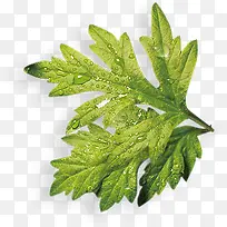 芹菜素材-空若网 芹菜素材-空若网