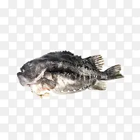 鱼类-空若网 鱼类-空若网