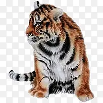 动物王-空若网 动物王-空若网