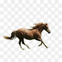 高清摄影正在奔跑的小马-空若网 高清摄影正在奔跑的小马-空若网